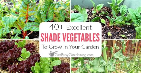 Shade, due to trees or buildings, is an almost inevitable part of gardens and gardening. 40+ Vegetables That Grow In Shade - Get Busy Gardening