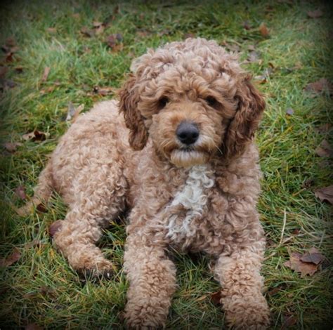 Lovely white goldendoodle puppies will be weeks on august th. Mini Goldendoodle MN | Mini Goldendoodle