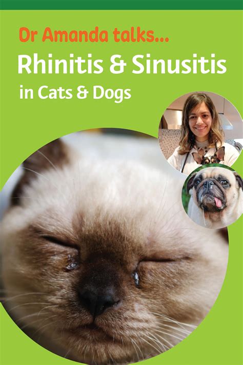 Rhinitis And Sinusitis In Pets I 2020