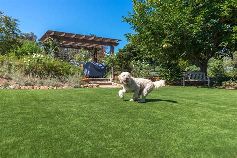 Benefits Of Artificial Turf For Dogs Artificial Grass And Pets