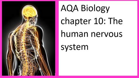 The human nervous system (chapter 10 AQA Biology) | Teaching Resources