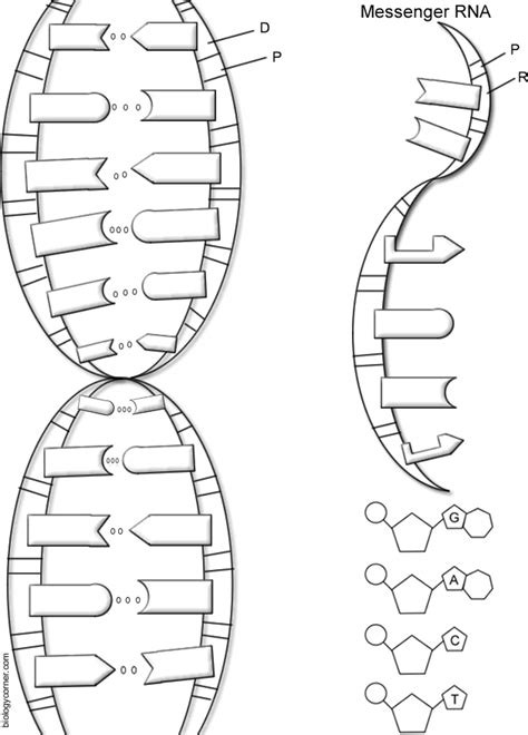 Dna structure coloring page from biology category. DNA - The Double Helix, Coloring Worksheet