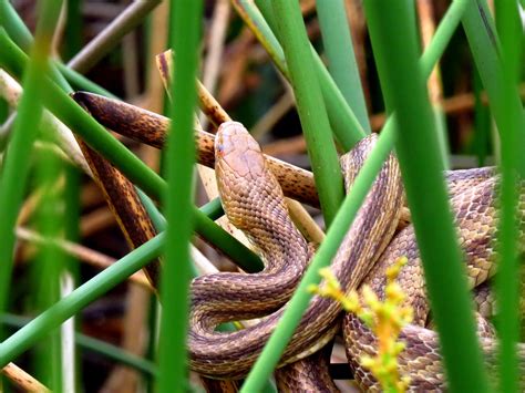 Eastern Rat Snake Yellow Rat Snake Variant Rich Grissom W Flickr