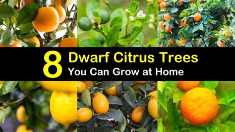 8 Different Dwarf Citrus Trees You Can Grow At Home