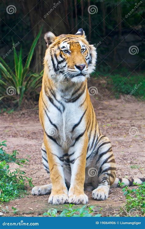 Tiger Sitting Royalty Free Stock Image Image 19064906