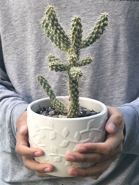 Mini Cholla Cactuscylindropuntiadiy Cactusdiy Succulentgreen Cactus