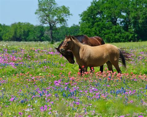 Horses And Wildflowers A Photo On Flickriver