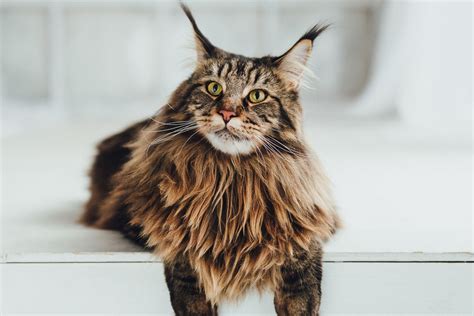 15 Most Popular Maine Coon Colors And Patterns I The Discerning Cat
