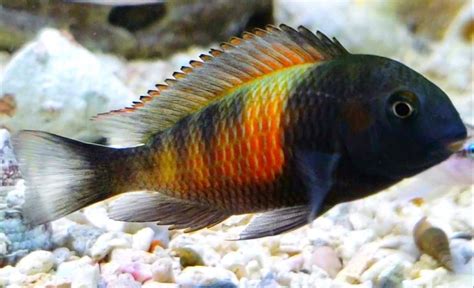 A Very Nice Shot Of A Tropheus Sp From Lake Tanganyika East Africa