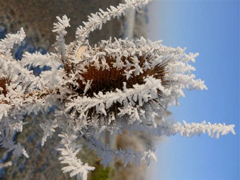 Free Images Tree Nature Branch Snow Winter Flower Frost Ice