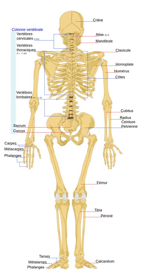 Liste des os du squelette humain Wikipédia Squelette humain