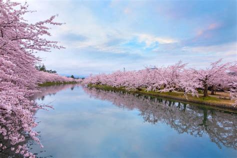 Full Bloom Sakura Cherry Blossom At Hirosaki Park Japan Stock Photo