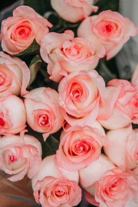 Pink Roses In Close Up Photography · Free Stock Photo