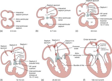 4 Frontal Longitudinal Sections Of Human Embryonic Heart Show The