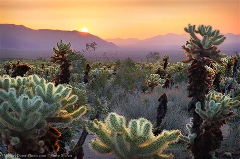 Cholla Garden Sunrise Joshua Tree Cholla Cactus Garden I Flickr