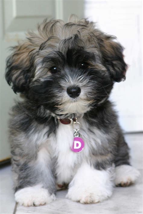 Guessing D For Delicious Deliightful Delovely Puppies Havanese