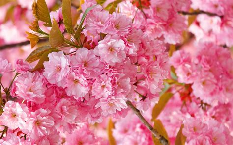 Flowers Sakura Spring Pink Blossoms Wallpaper 2560x1600