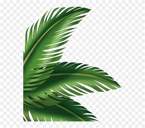 736x618 leaf printable coloring pages leaves fall leaves and craft. Palm clipart palm leaf, Palm palm leaf Transparent FREE ...