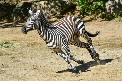 Zebras have been described as being a very social animal. Where Do Zebras Live : Jungle Maps Map Of Africa Where Zebras Live - They have a wide range in ...