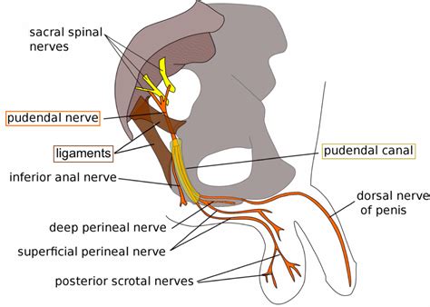 Pudendal Neuralgia In Men Lakeview Physiotherapy Blog