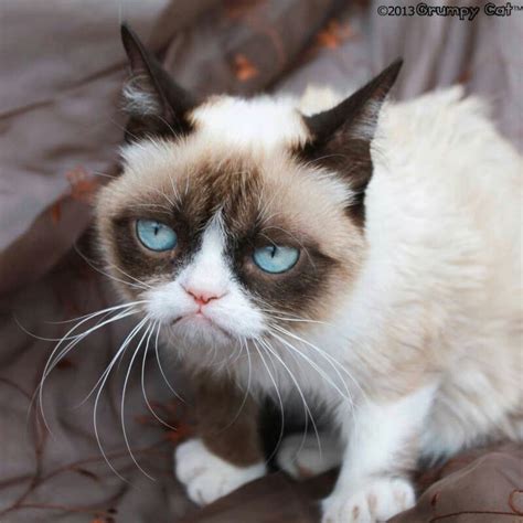 So Cute Grumpy Cat Cute Grumpy Cat No Pinterest