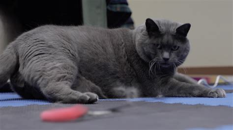Famous Overweight Cat Fights To Lose Weight