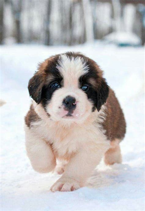These adorable, loyal saint bernard mix puppies are a cross between a saint bernard & another dog breed. Pin by siddhantsmm on Dogs Lover | Baby dogs, St bernard puppy, St bernard dogs
