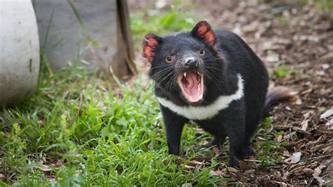 Hope Of New Vaccine Against Facial Cancers Driving Tassie Devil To