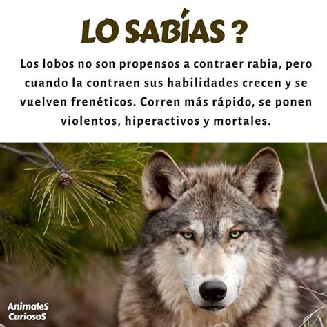 Total 40 Images Datos Curiosos Sobre El Lobo Viaterramx