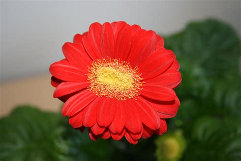 Red Flower Free Photo Download Freeimages