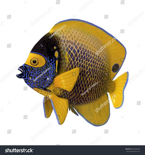 3d Rendering Blueface Angelfish Yellowface Angelfish Stock Illustration