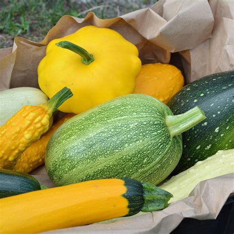Heres Our Guide To Every Type Of Summer Squash Squash Varieties