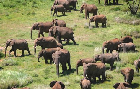 Tusk Alarming Results From The Great Elephant Census