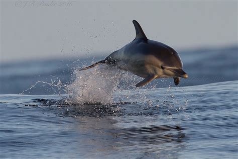 Joe Pender Wildlife Photography Common Dolphins