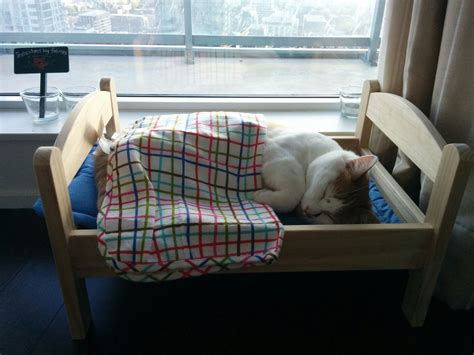 Top 10 Best Cat Beds That Will Make You Go I Must Have This 2 Is