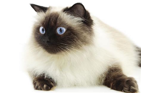 The production of pigment in their iris doesn't occur, and when light reflects off the rounded surface of their. 9 Utterly Gorgeous Cat Breeds That Have Ocean Blue Eyes ...