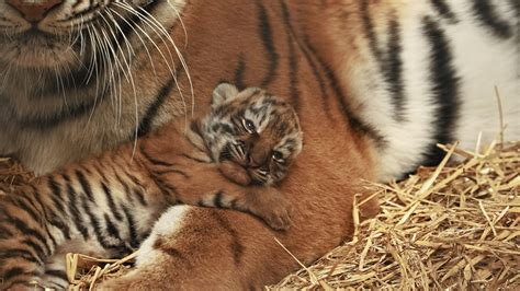 Rare Amur Tiger Cubs Born At Woburn Safari Park Discover Animals