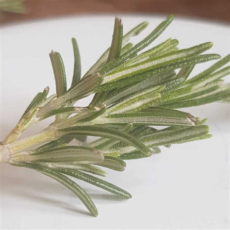 How To Grow Rosemary From Cuttings Indoors And Outdoors
