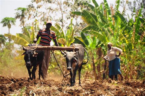 There are numerous free advertising sites in kenya you can incorporate into your idea or business. Kenya - Kabaune village (Giaki) | Farmer from Kenya ...