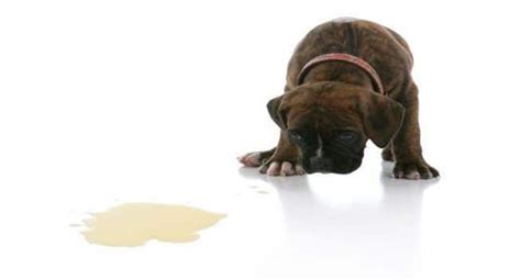 What about people who have had colon cancer? Your dog can now detect cancer with your poop and urine ...