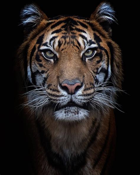 Tiger Onerous Ejournal Image Database