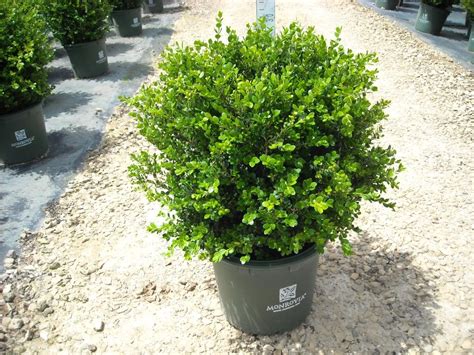 Their evergreen foliage brightens dreary winter landscapes, provides structure to both formal. Buxus mic. 'Winter Gem' | Plants Direct - Victoria, BC