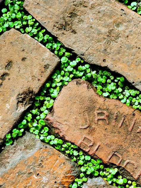Found a micro ecosystem inbetween some bricks  r/pics