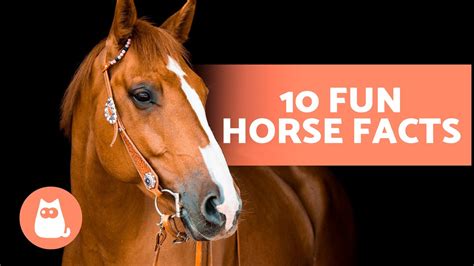 10 Facts About Horses That You Didnt Already Know 🐴 Youtube