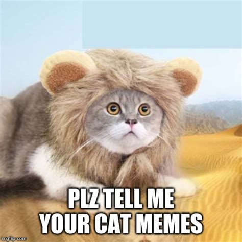 Cat Meme Suggestions Plz Help Imgflip