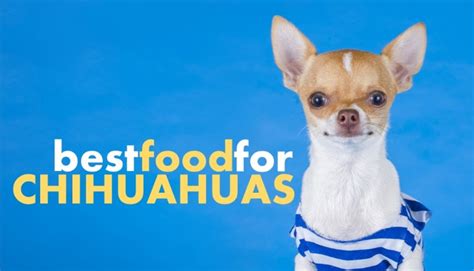 Feeding your chihuahua proper food even if you are on a budget needn't be expensive, chihuahua world show you how. Best Dog Food for Chihuahuas (and Which to Avoid)