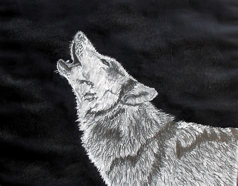 Wolves Drawings Howling