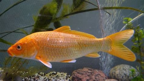 Koi Fish Breeding For Beginners Tanks Eggs And More Pethelpful