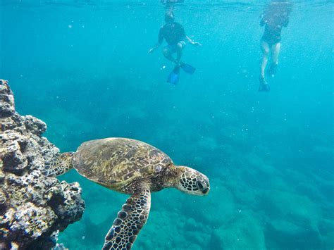 Complete Guide To Snorkeling Hanauma Bay Adventure Tours Hawaii