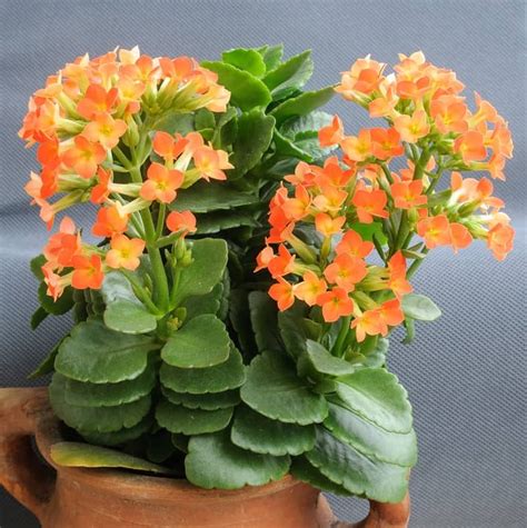 Kalanchoe Lower Classifications With Pictures Succulent Alley